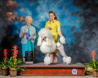 Poodles Standard #12 Fri WB Judge Paula Hartinger