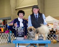 Tibetan Spaniel #5 Fri BOW NC Judge Barbara Alderman