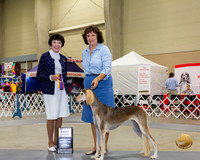 Saluki #6 Fri BOB Judge Barbara Alderman