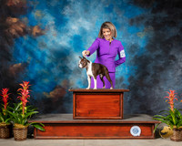 Boston Terrier #25 Thurs WD MAJ NCH Judge Robert Shreve RESHOOT