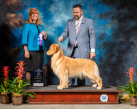 Golden Retriever #32 Fri NC WB Judge Susan St JohnBrown
