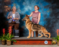 German Shepherd Dog #15 Fri BOW Judge Joy Brewster