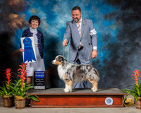 Miniature American Shepherd #11 Fri G1 Judge Barbara Alderman
