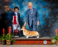 Pembroke Welsh Corgi #18 Fri G2 Judge Barbara Alderman