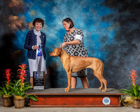 Rhodesian Ridgeback #14 Fri BOW Judge Barbara Alderman