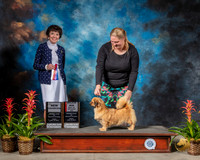 Tibetan Spaniel #22 Fri NC BOS MAJ Judge Barbara Alderman