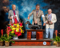 Dachshund Smooth #30 Fri BOV BOB Judge Roger Hartinger