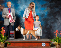 Miniature Bull Terrier #5 Fri G2 Judge Roger Hartinger