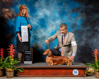 Dachshund Longhaired #27 Fri G4 Judge Susan St JohnBrown
