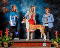 Ibizan Hound #6 Fri G1 Judge Susan St JohnBrown