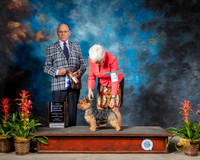 Norwich Terrier #12 Fri BOB BOW NC Judge Edd Bivin