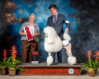 Poodle Standard #36 Fri G2 Judge Joy Brewster