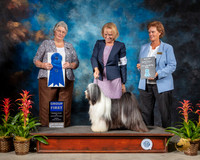 Tibetan Terrier #5 Fri G1 Judge Joy Brewster