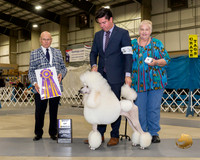 Poodle Standard #36 Fri BISS Judge Edd Biven