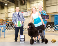 Poodle Standard #40 Fri BIS BB Judge Edd Biven