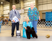 Poodle Toy #14 Fri BOW Judge Edd Biven