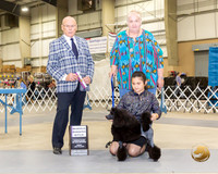 Poodle Toy #28 Fri RWB Judge Edd Biven