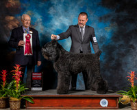 Black Russian #6 Fri G2 Judge Robert Shreve