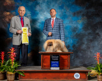 Pekingese #11 Thurs G3 Judge Roger Hartinger RESHOOT