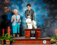 Bichon Frise #5 Fri BOB Judge Paula Hartinger