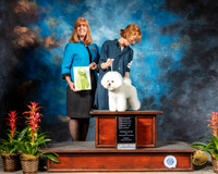 Bichon Frise #8 Fri OHRBIS Judge Susan St John Brown