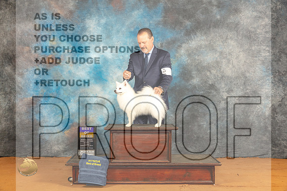 American Eskimo #8 Fri BOB Judge Angela Pickett_JP_9142_Glen Rose_2024_HR3