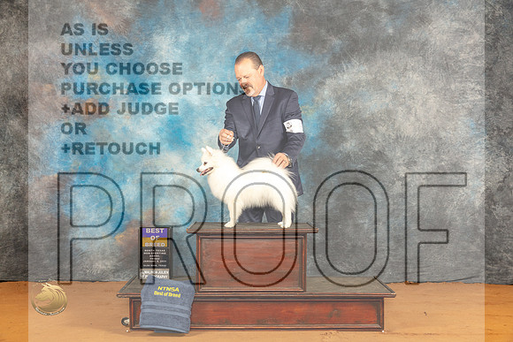 American Eskimo #8 Fri BOB Judge Angela Pickett_JP_9143_Glen Rose_2024_HR3