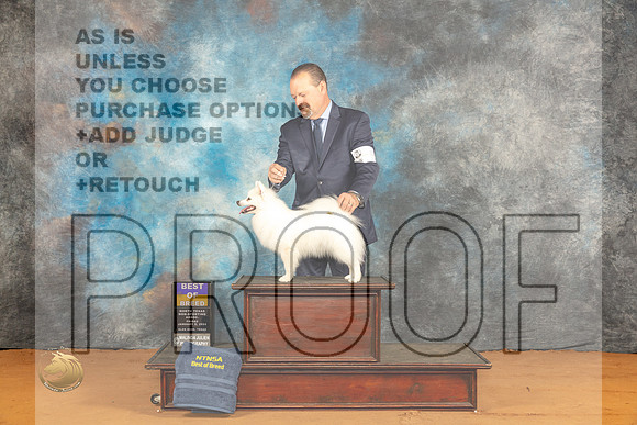 American Eskimo #8 Fri BOB Judge Angela Pickett_JP_9145_Glen Rose_2024_HR3