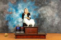 American Eskimo Dog #12 Fri WBBOW Judge Angela Pickett