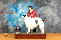 Borzoi #11 Fri BVSweeps Judge Israel Garcia