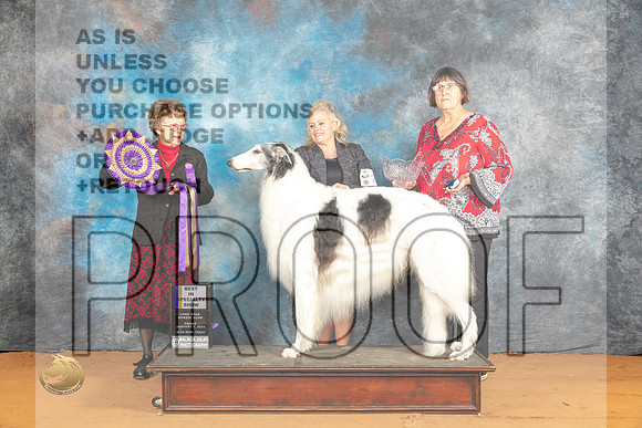 Borzoi #23 Fri BOB Judge Pat Trotter_JP_9087_Glen Rose_2024_HR3