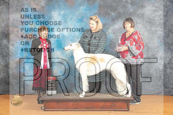 Borzoi #33 Fri BOS Judge Pat Trotter_JP_9118_Glen Rose_2024_HR3