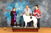 Borzoi #36 Fri WBMCH Judge Pat Trotter