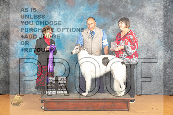 Borzoi #36 Fri WBMCH Judge Pat Trotter_JP_9060_Glen Rose_2024_HR3