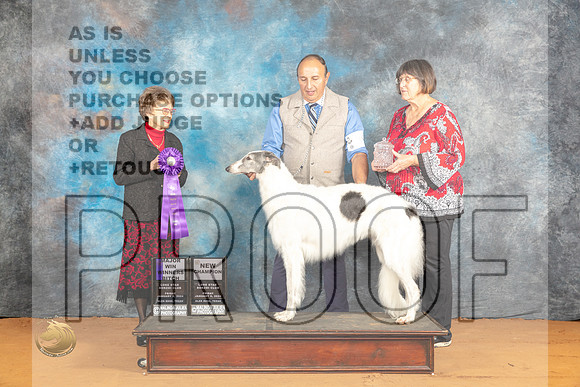 Borzoi #36 Fri WBMCH Judge Pat Trotter_JP_9064_Glen Rose_2024_HR3