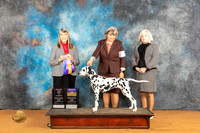 Dalmatian  #20 Fri BOB Judge Angela Pickett