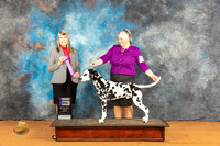 Dalmatian #19 Fri WD Judge Angela Pickett