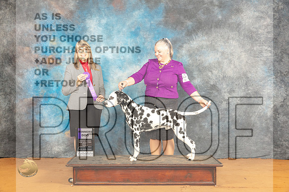 Dalmatian #19 Fri WD Judge Angela Pickett_JP_9136_Glen Rose_2024_HR3