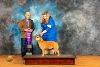 Australian Cattle Dog #? Fri RWB Judge Harry Butch Schulman