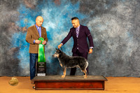 Australian Cattle Dog #25 Fri AOM Judge Harry Butch Schulman