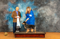 Australian Cattle Dog #30 Fri SB Judge Harry Butch Schulman