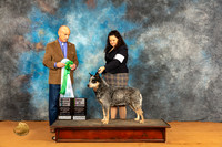 Australian Cattle Dog #33 Fri BV Judge Harry Butch Schulman
