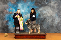 Australian Cattle Dog #33 Fri BV Judge Malinda Julien