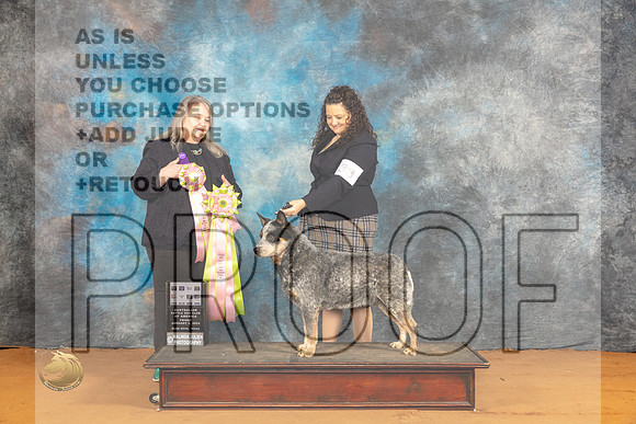 Australian Cattle Dog #33 Fri BV Judge Malinda Julien_JP_9236_Glen Rose_2024_HR3