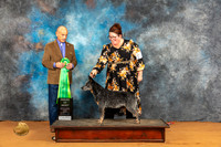 Australian Cattle Dog #36 Fri AOM Judge Harry Butch Schulman