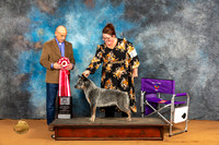 Australian Cattle Dog #38 Fri BOS Judge Harry Butch Schulman