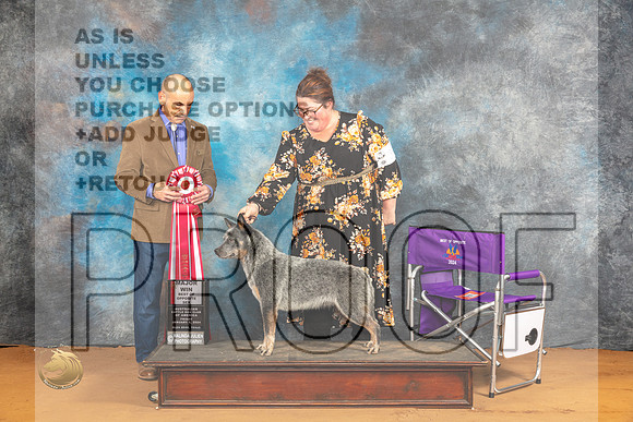 Australian Cattle Dog #38 Fri BOS Judge Harry Butch Schulman_JP_9299_Glen Rose_2024_HR3