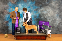 Australian Cattle Dog #42 Fri WB Judge Harry Butch Schulman