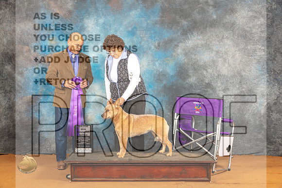 Australian Cattle Dog #42 Fri WB Judge Harry Butch Schulman_JP_9292_Glen Rose_2024_HR3
