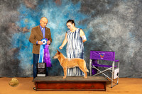 Australian Cattle Dog #43 Fri WDBOW Judge Harry Butch Schulman